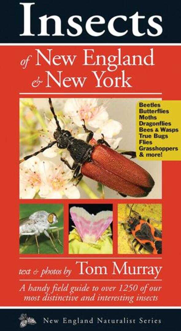 Cover image for Insects of New England & New York ISBN 9781936571024